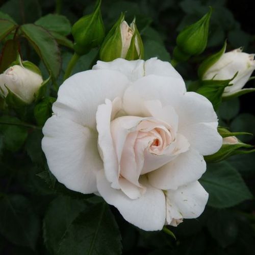 Rosa Aspirin - Rose ® - biela - Stromkové ruže,  kvety kvitnú v skupinkáchstromková ruža s kríkovitou tvarou koruny
